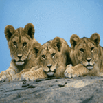 pic for Lion Cubs